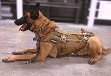 How to Properly Fit a Vest for Your German Shepherd Dog